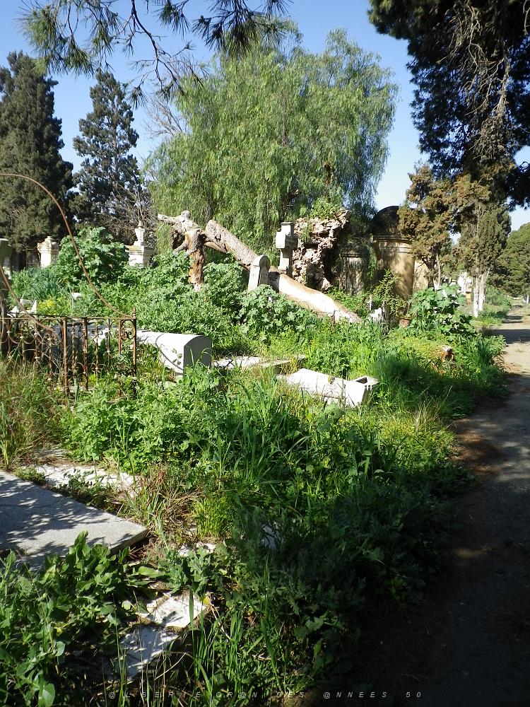 CIMETIERE DE TAMAZOUHET D ORAN EN MARS 2012  (96).JPG